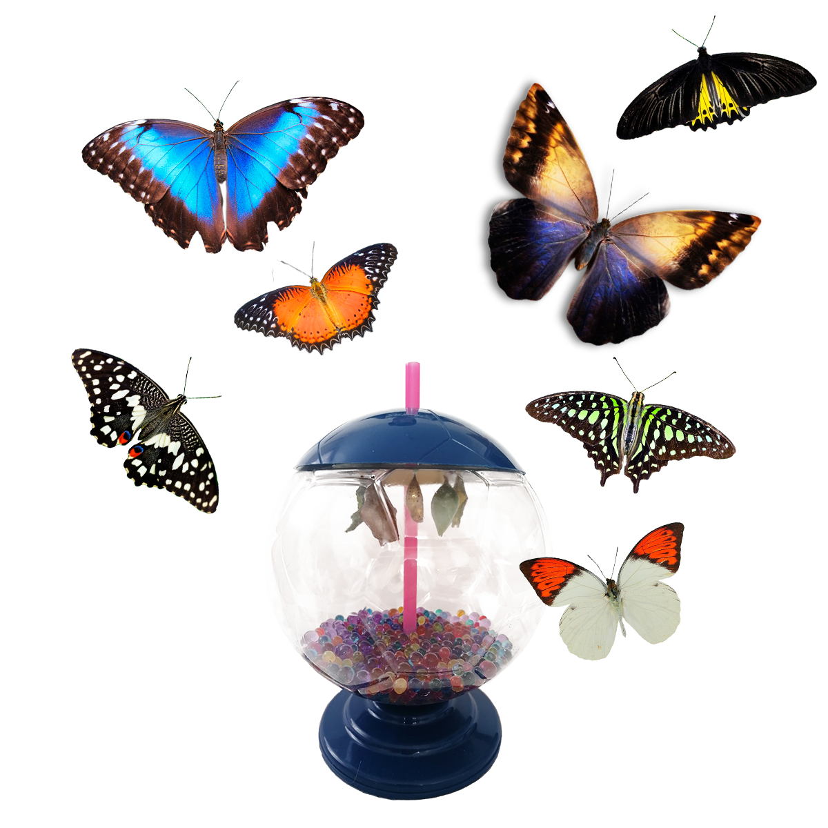 Электронные бабочки купить. Тропикарий ферма бабочек. Ферма бабочек Махаон. Баттерфляй ферма бабочек. Форма бабочки.